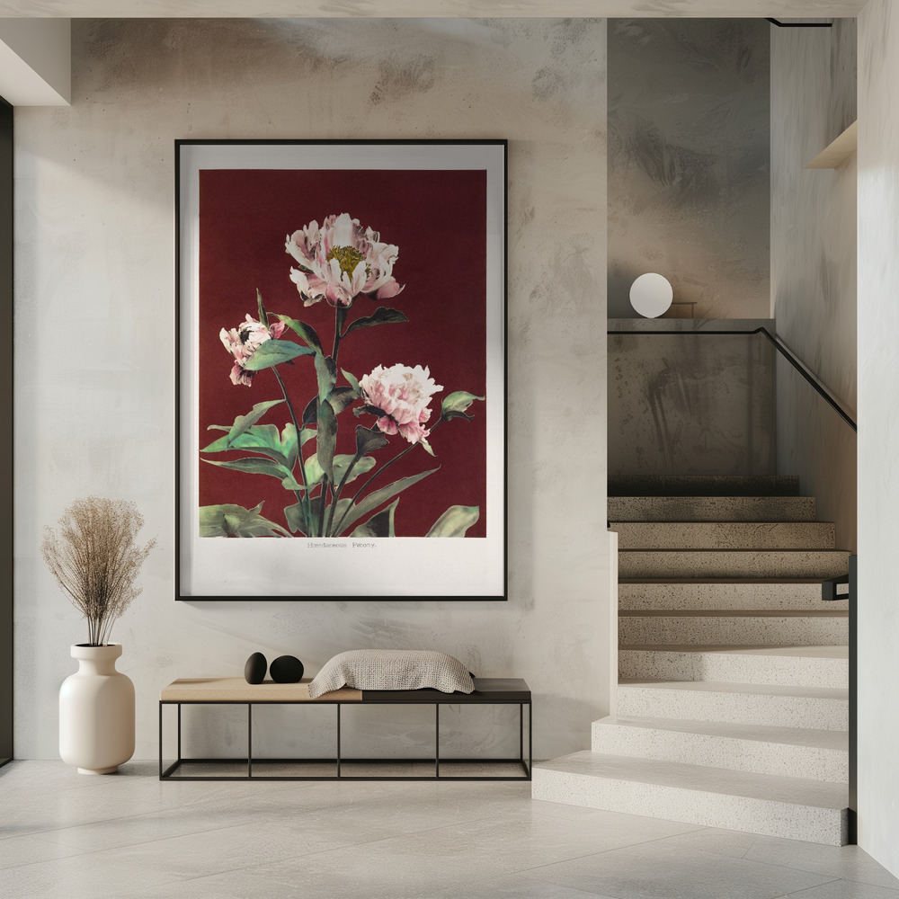 Juliste - Hærdaceous Peony no2 sisäänkäynnillä