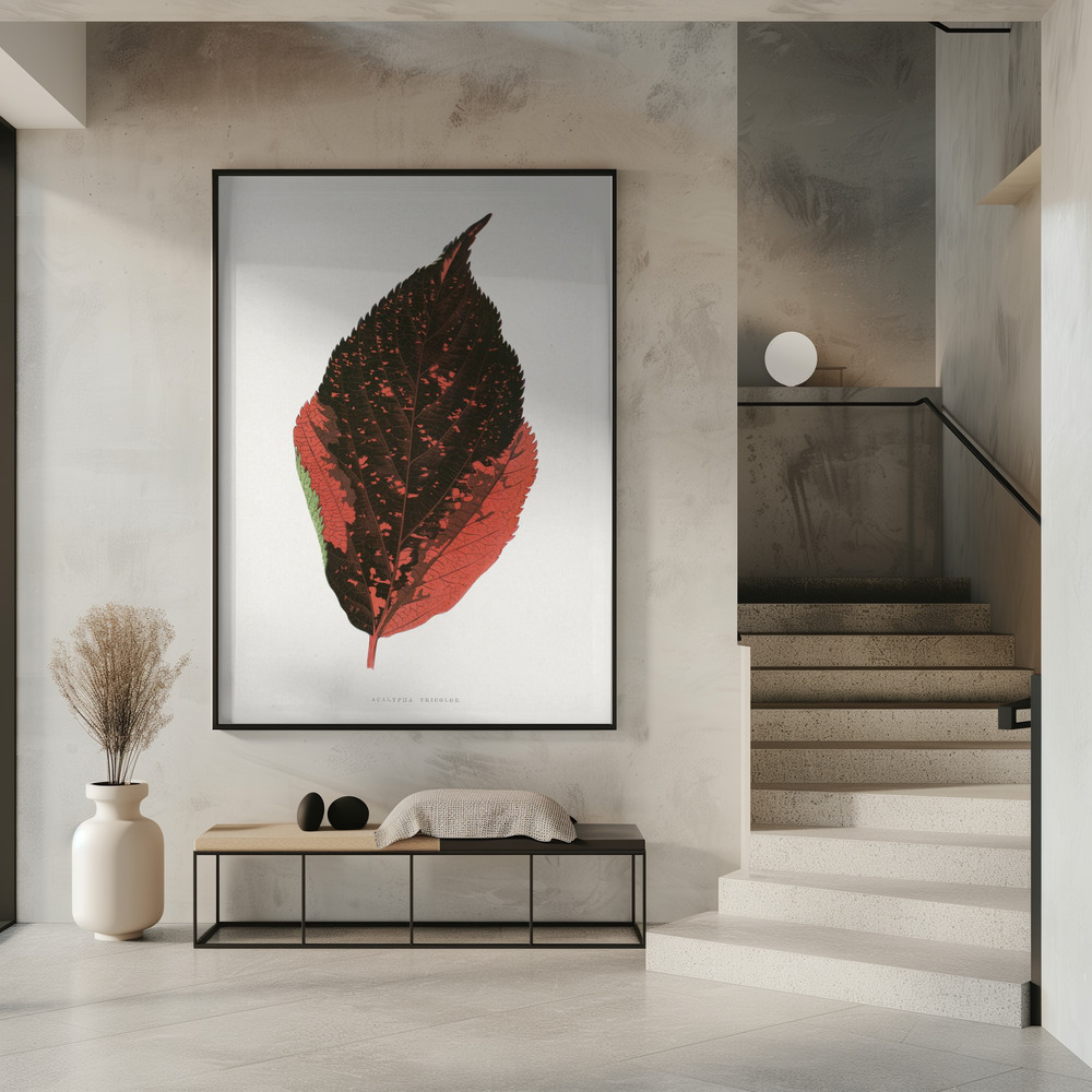 Poster - – Acalypha Tricolor Leaf Illustration in entrance