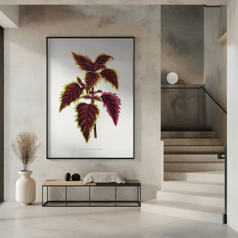 Affiche - Pink Coleus Leaf Illustration dans l'entrée
