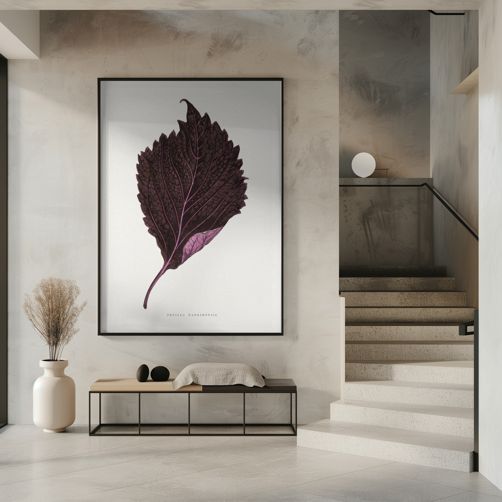 Poster - Pink Perilla Nankinensis Leaf Illustration in entrance