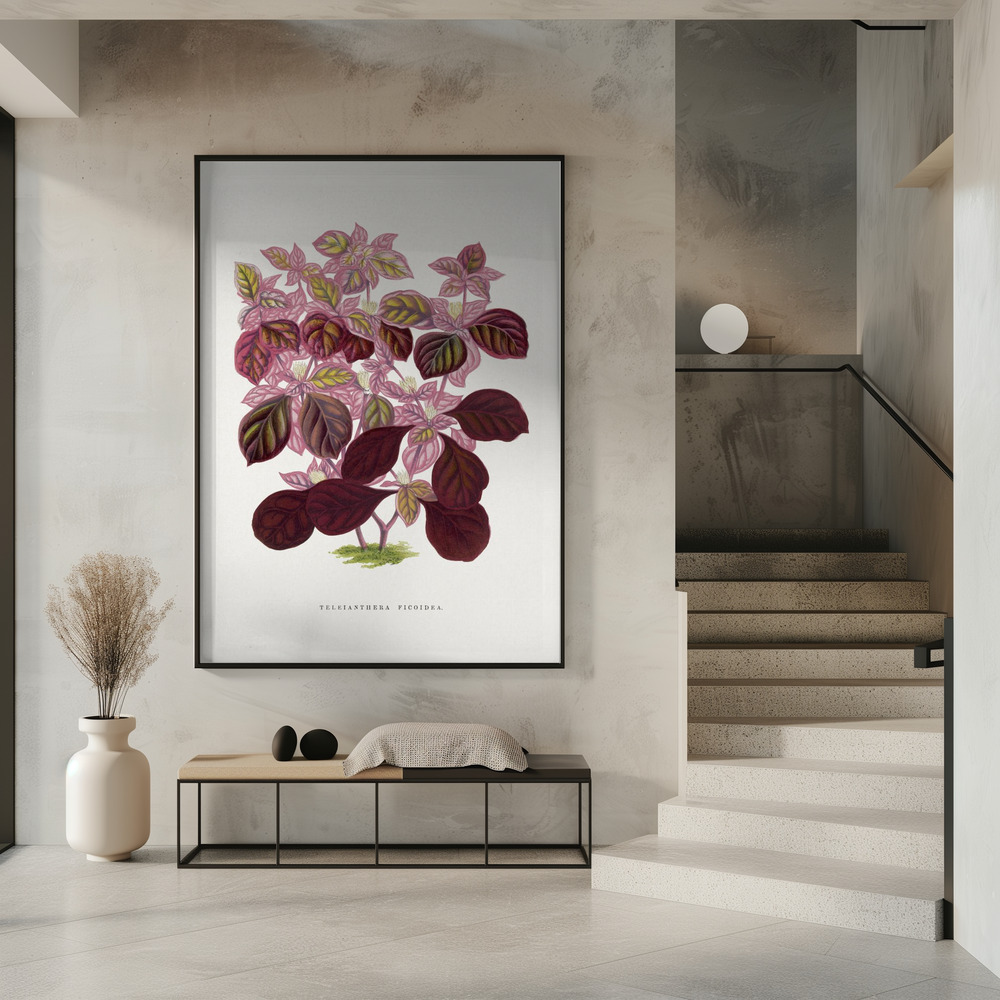 Plakat - Pink Teleianthera Ficoidea Leaf Illustration i indgangen
