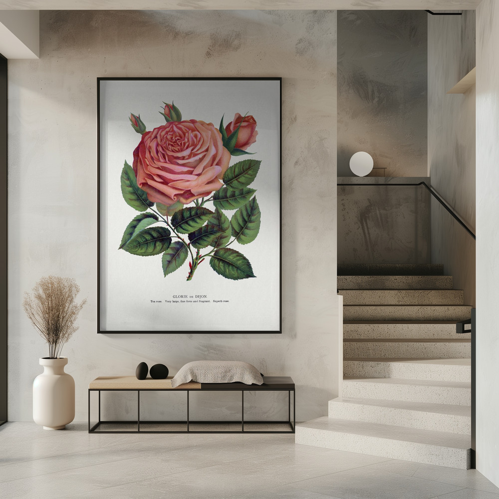 Poster - Pink Rose, Glorie De Dijon Lithograph in entrance