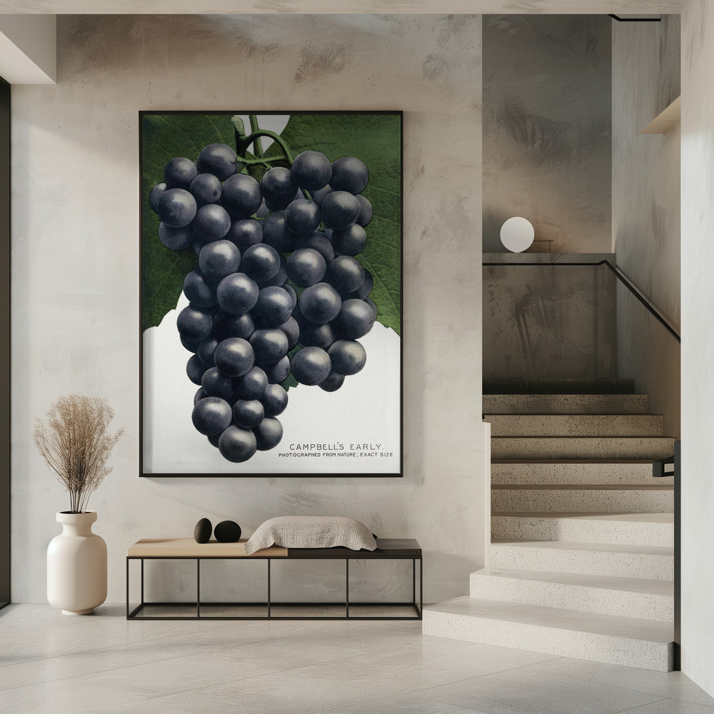 Poster - Campbell's Early Grape Lithograph in entree
