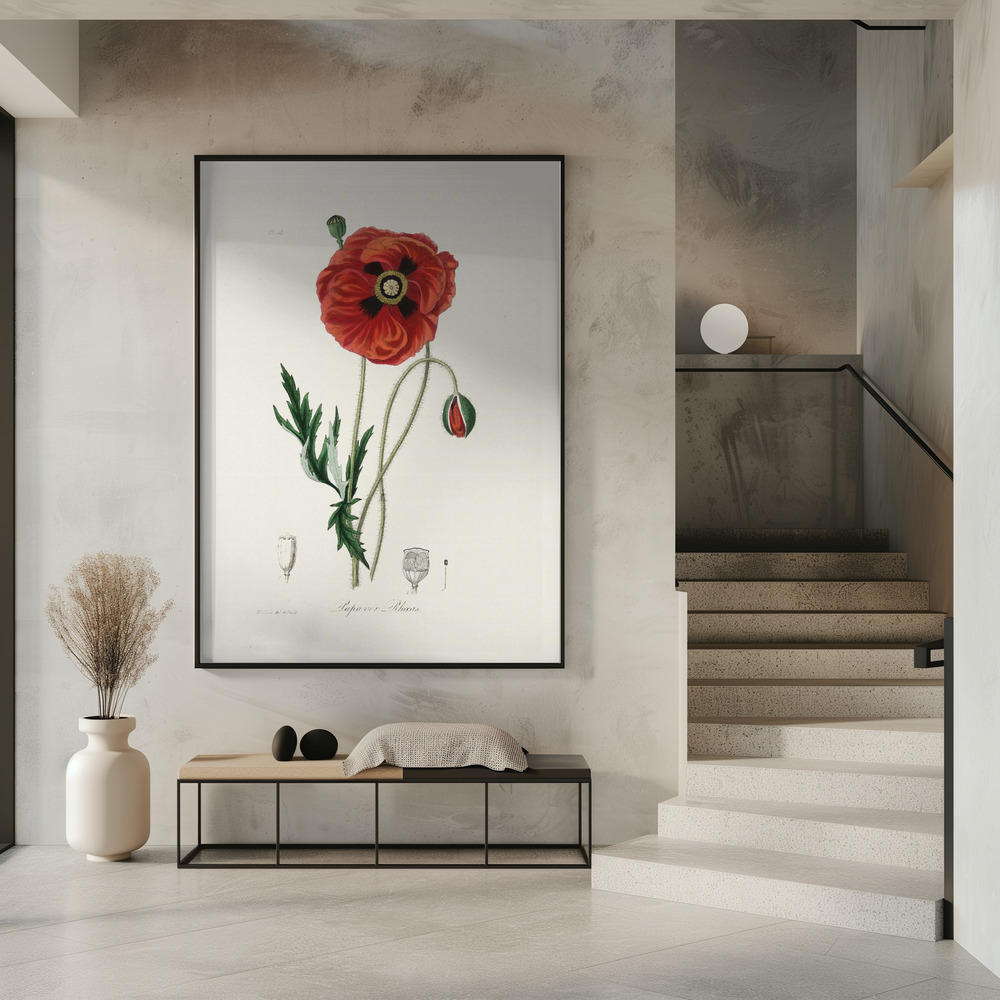 Poster - Common Poppy (papaver Rhoeas) Medical Botany im Eingang