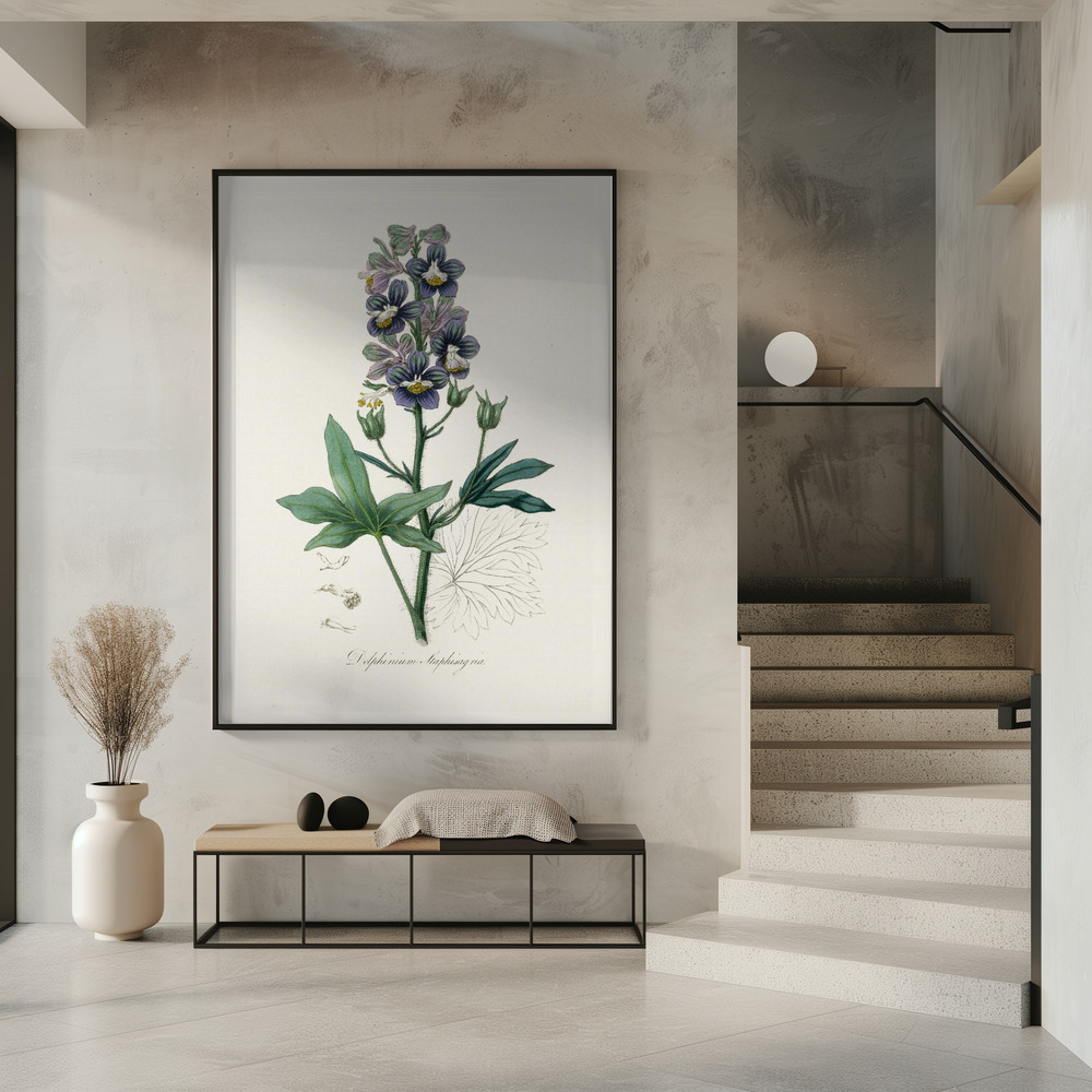 Poster - Delphinum Staphisagria Medical Botany in entrance