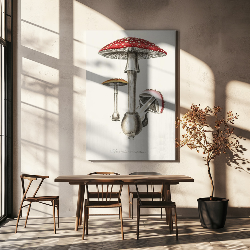 Stampe su tela - Amanita Muscaria Illustration. Medical Botany 1836 sopra il tavolo da pranzo