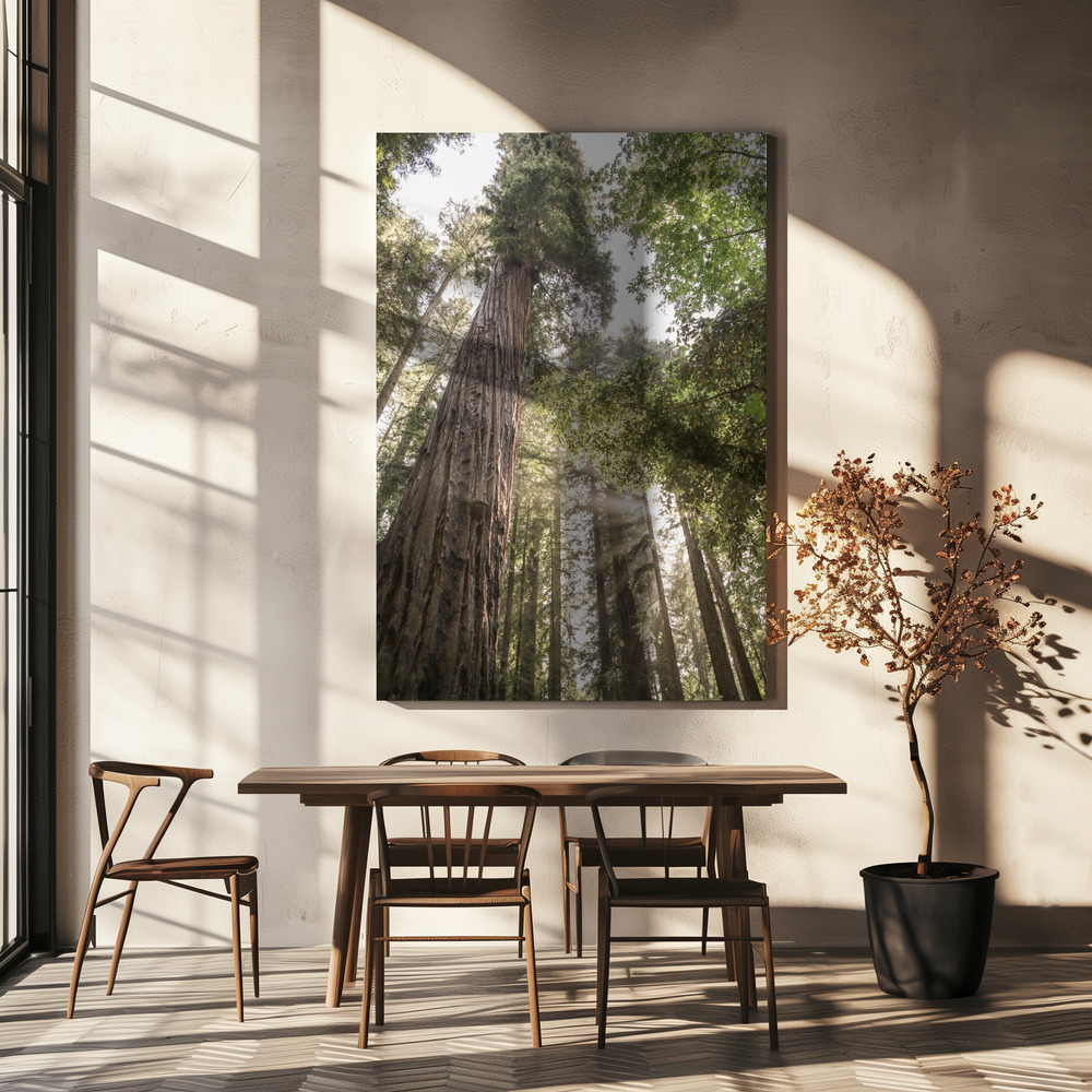 Canvas print - Redwoods over dining table