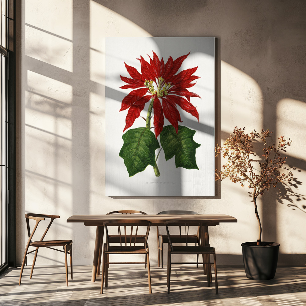 Leinwandbild - Poinsettia Pulcherrima Leaf Illustration über dem Esstisch