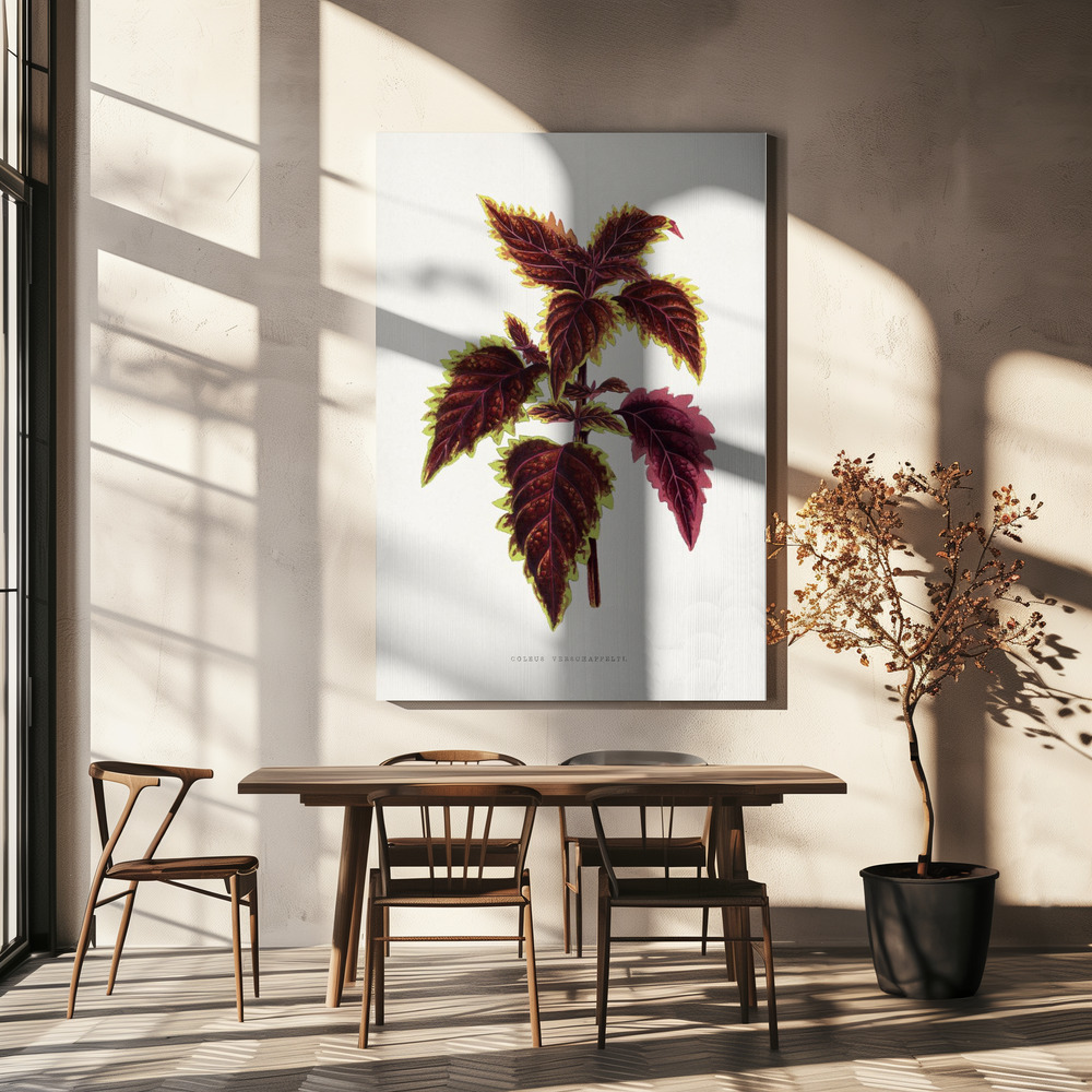 Lienzo - Pink Coleus Leaf Illustration sobre la mesa del comedor