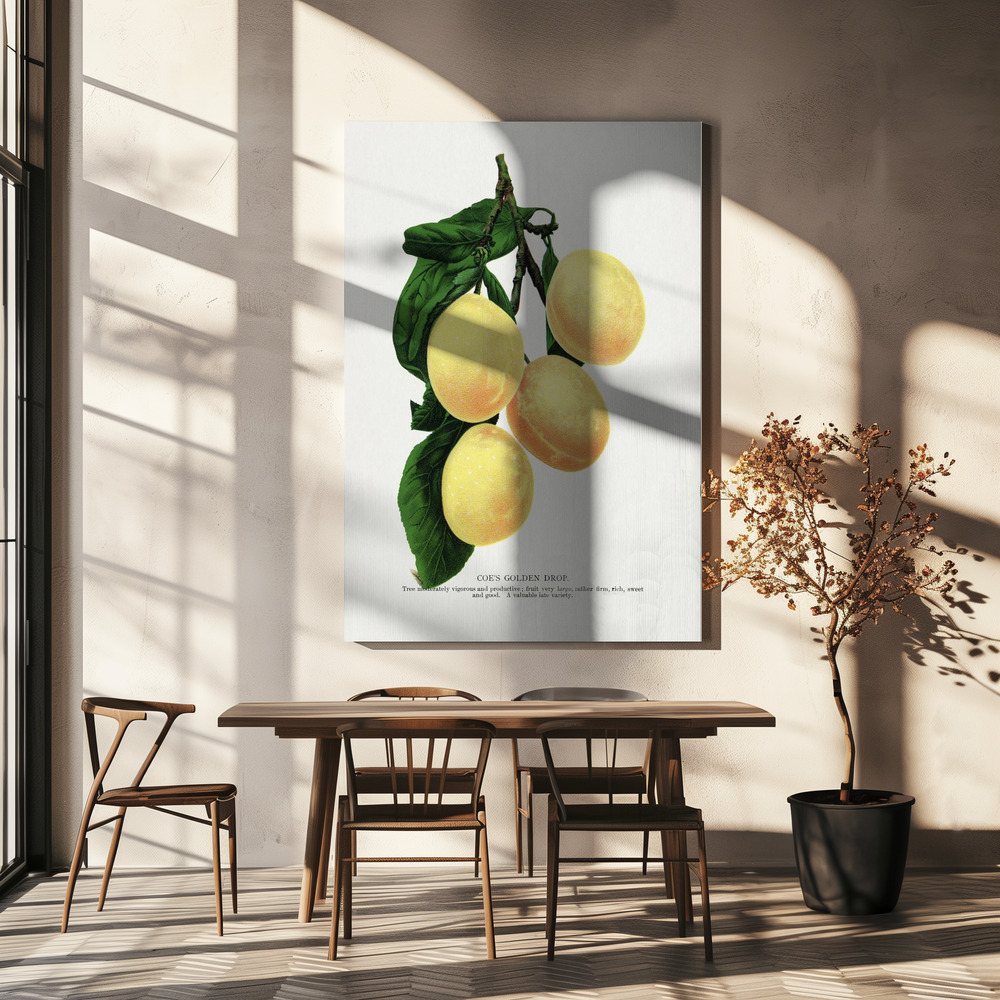 Canvas print - Coe's Golden Drop Plum Lithograph over dining table