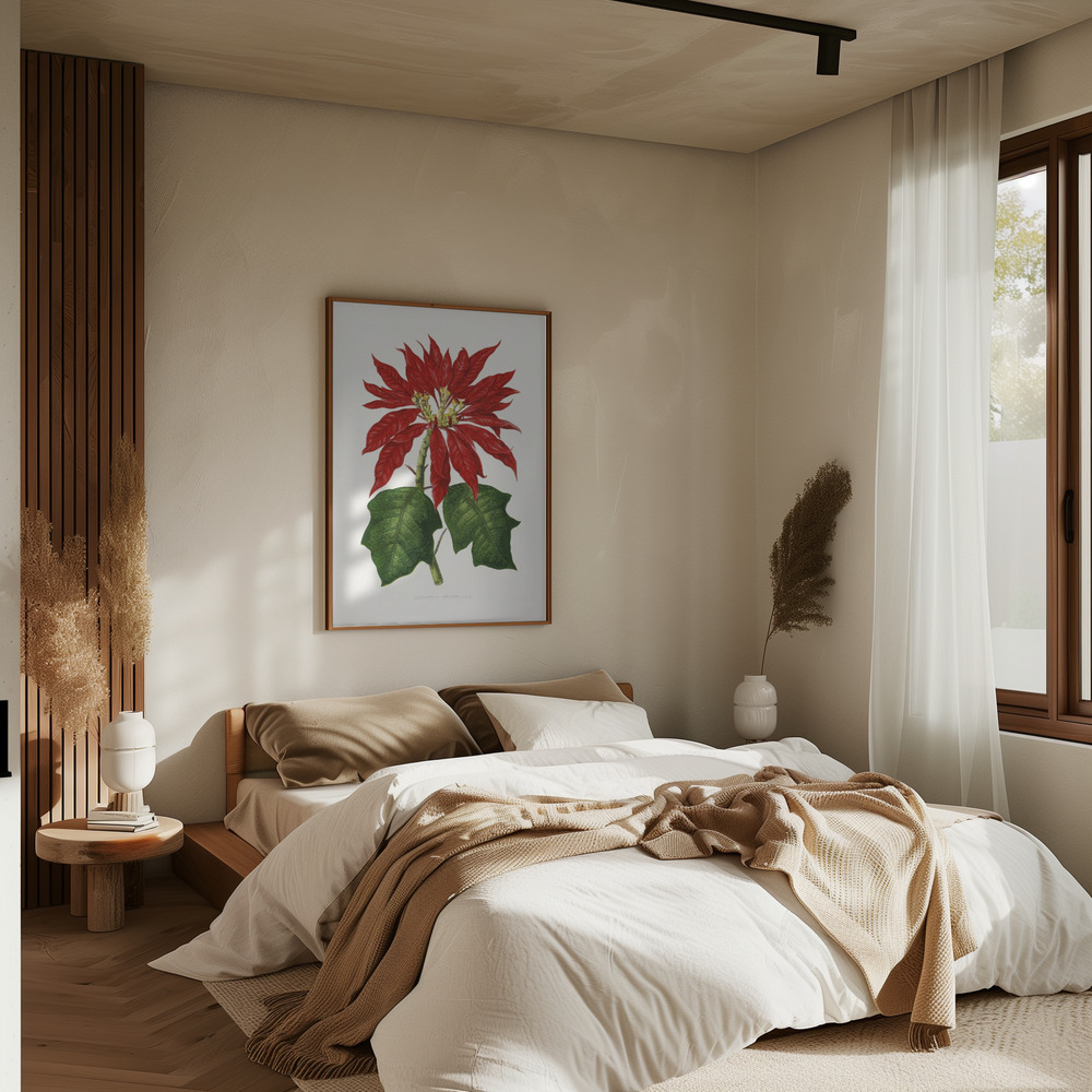 Poster Poinsettia Pulcherrima Leaf Illustration - Affisch i sovrummet