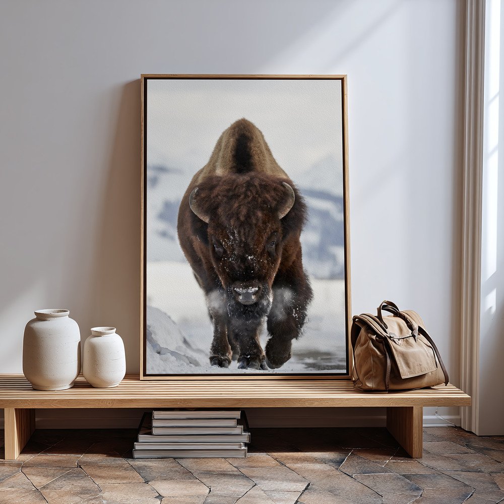 Canvas taulu - Bison Incoming sisäänkäynnin luona