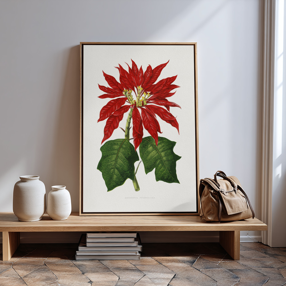 Canvas print - Poinsettia Pulcherrima Leaf Illustration in guest room