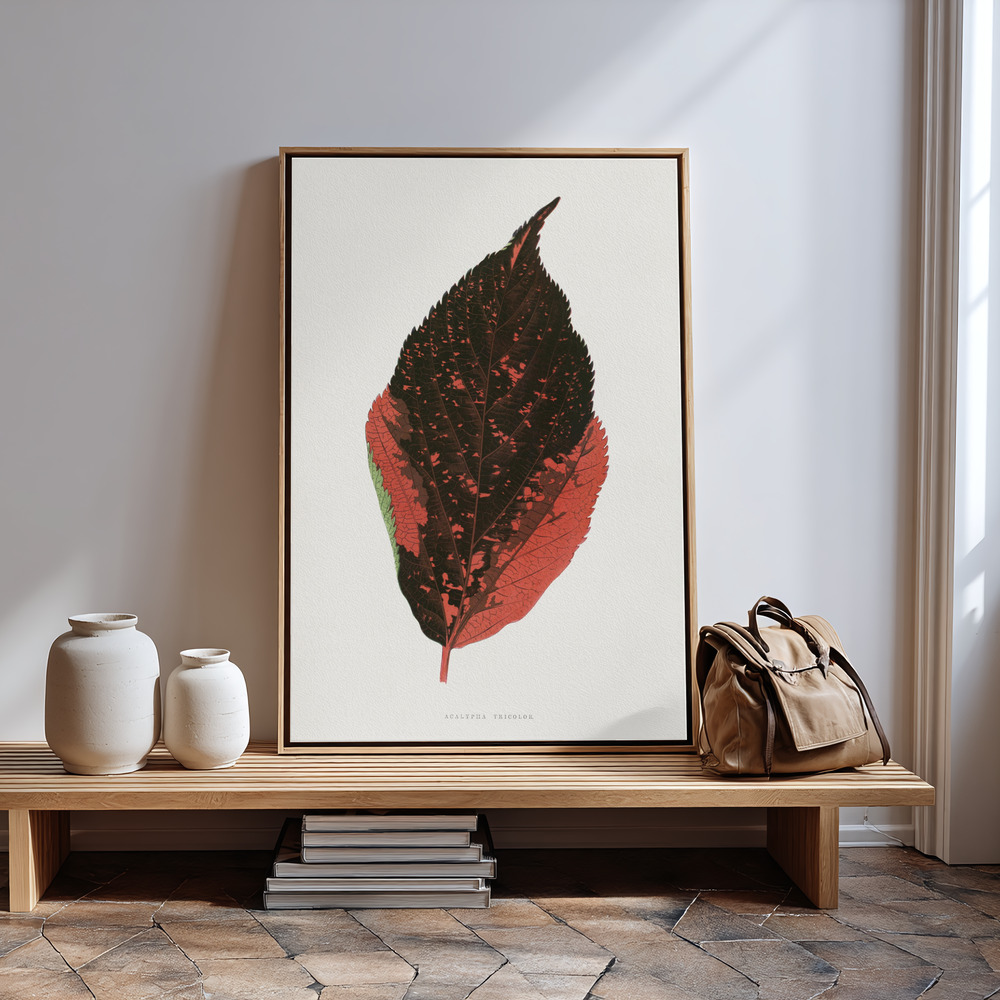 Canvas print - Acalypha Tricolor Leaf Illustration in guest room