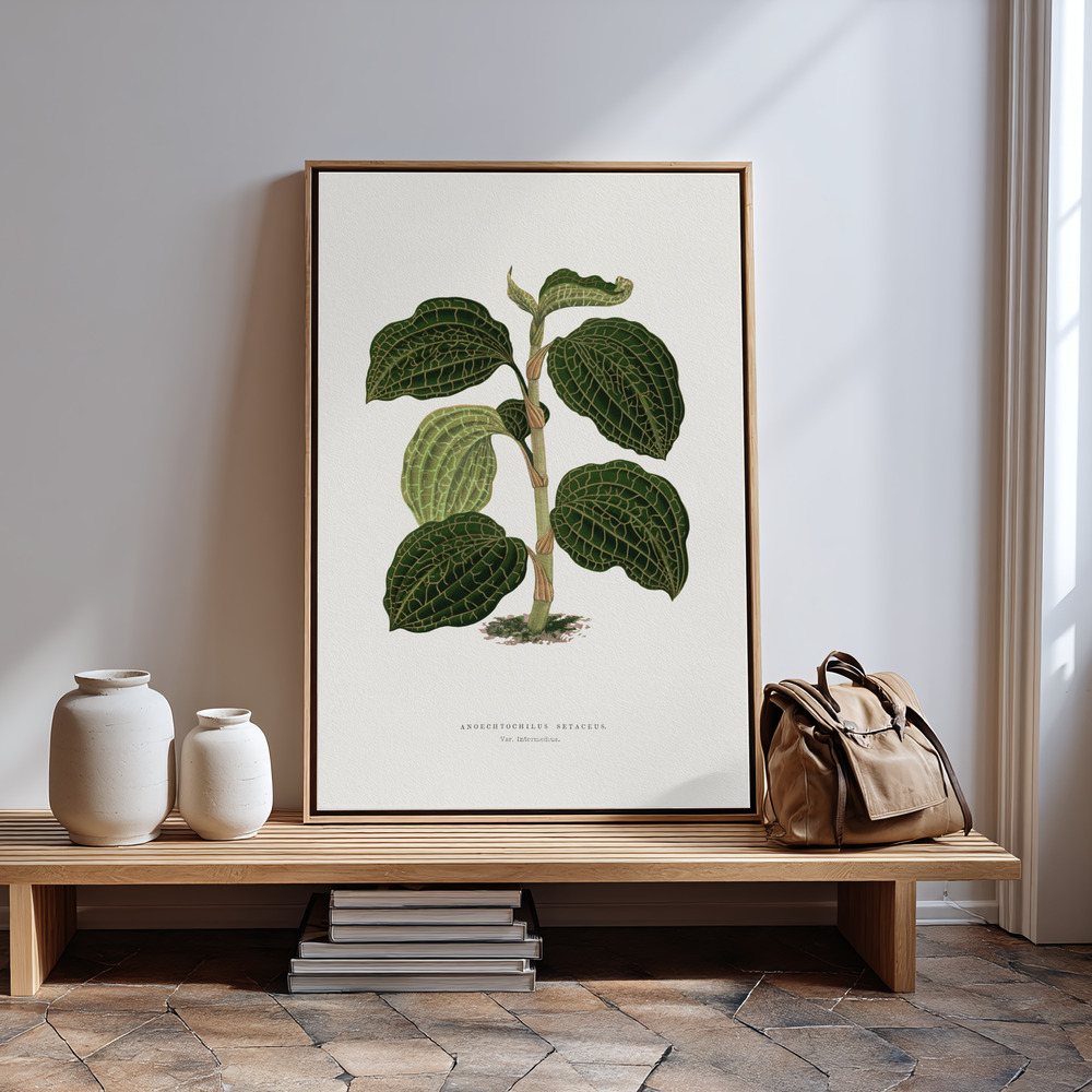 Canvas print - Green Anoechtochilus Setaceus Leaf Illustration in guest room