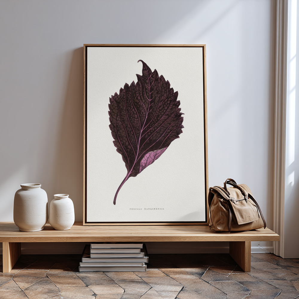 Obraz na płótnie - Pink Perilla Nankinensis Leaf Illustration przy wejściu