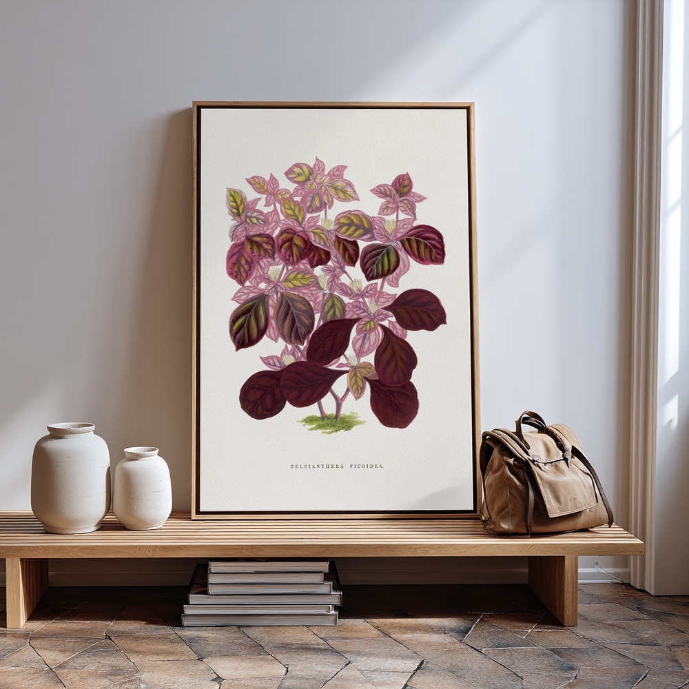 Obraz na płótnie - Pink Teleianthera Ficoidea Leaf Illustration przy wejściu