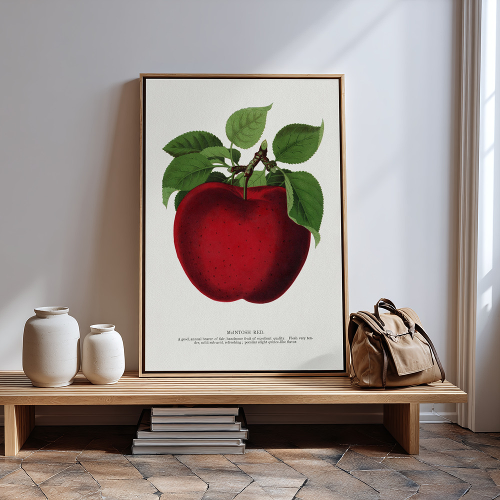 Obraz na płótnie - Mcintosh Red Apple Lithograph przy wejściu