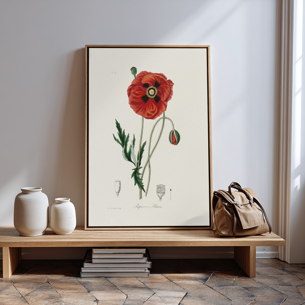 Obraz na płótnie - Common Poppy (papaver Rhoeas) Medical Botany przy wejściu