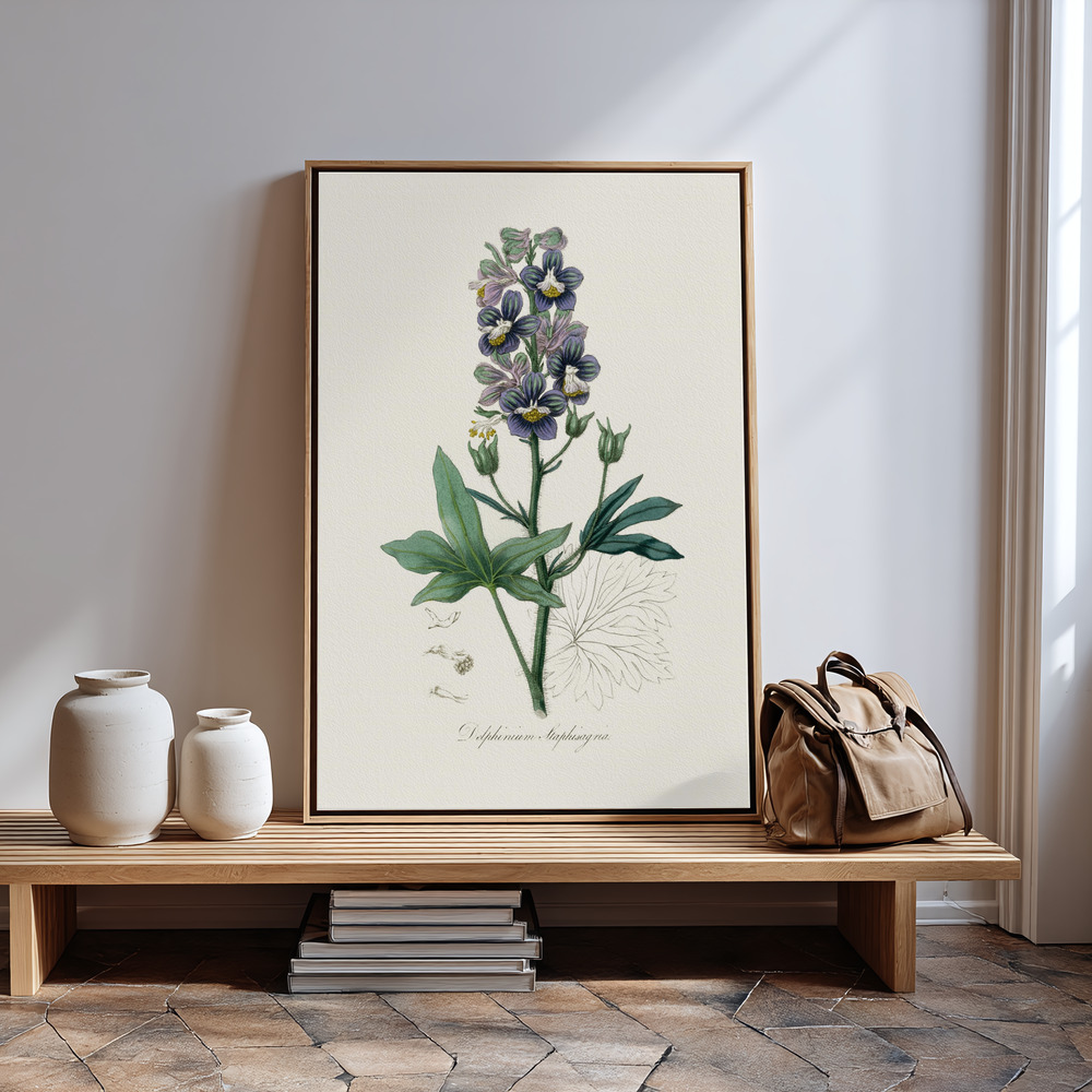Canvas print - Delphinum Staphisagria Medical Botany in guest room