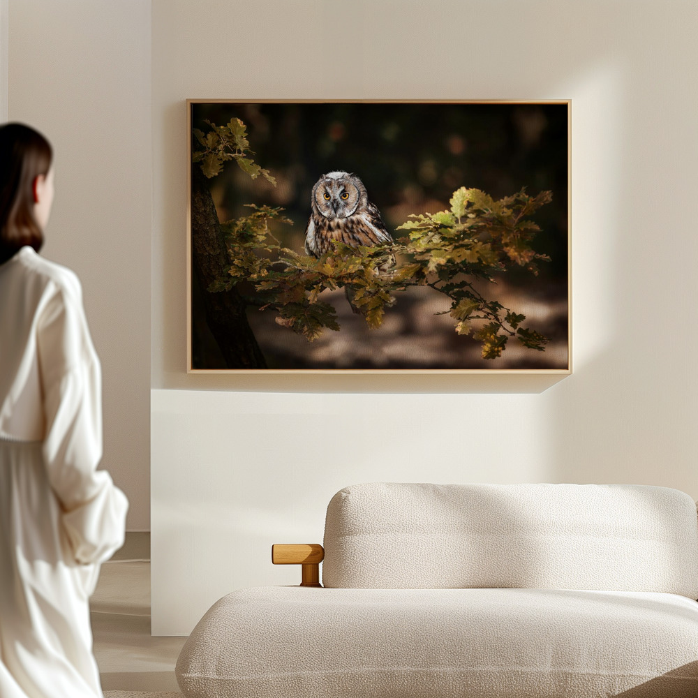 Canvas schilderi - Long eared owl in de hal