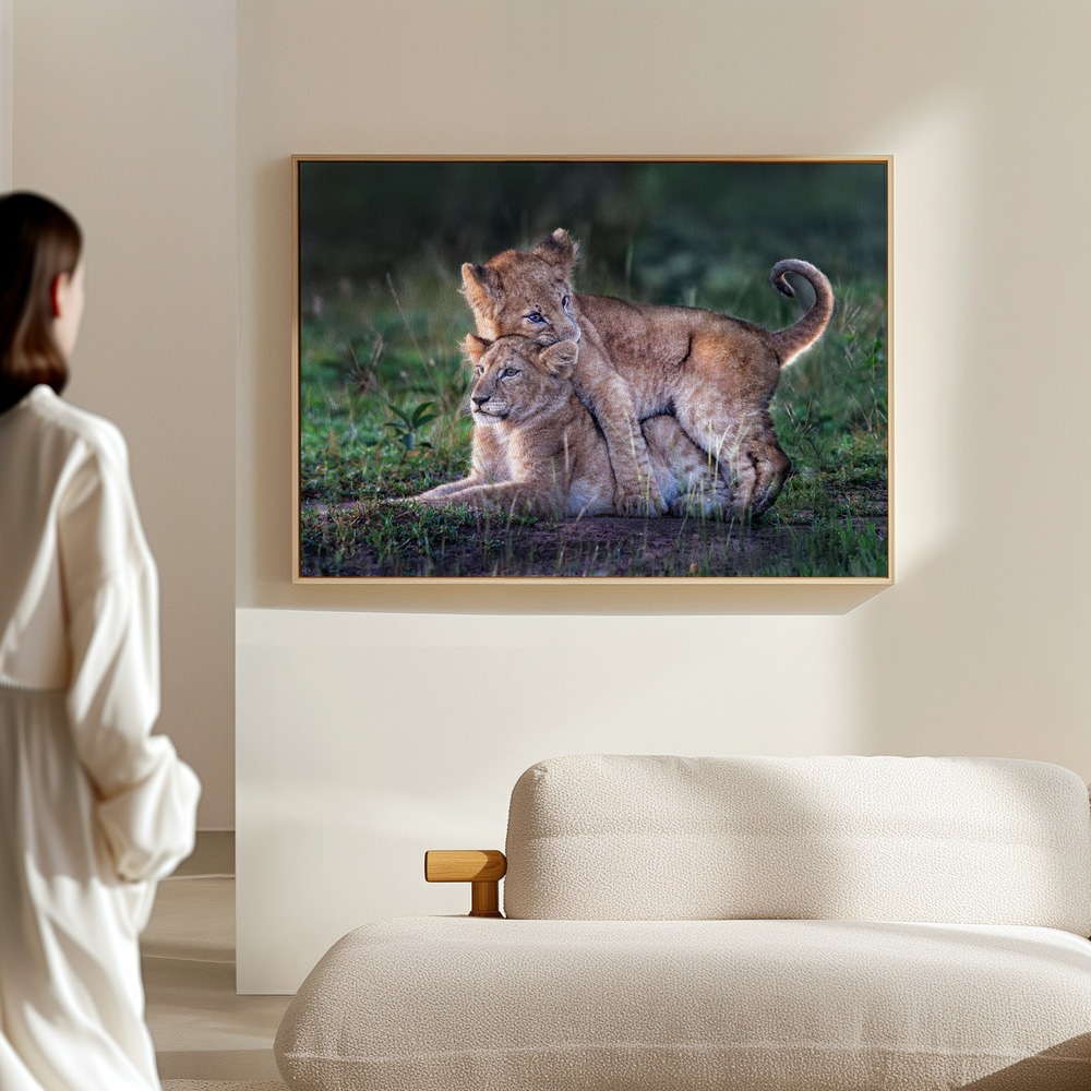 Canvas taulu - Playful lion cubs salissa