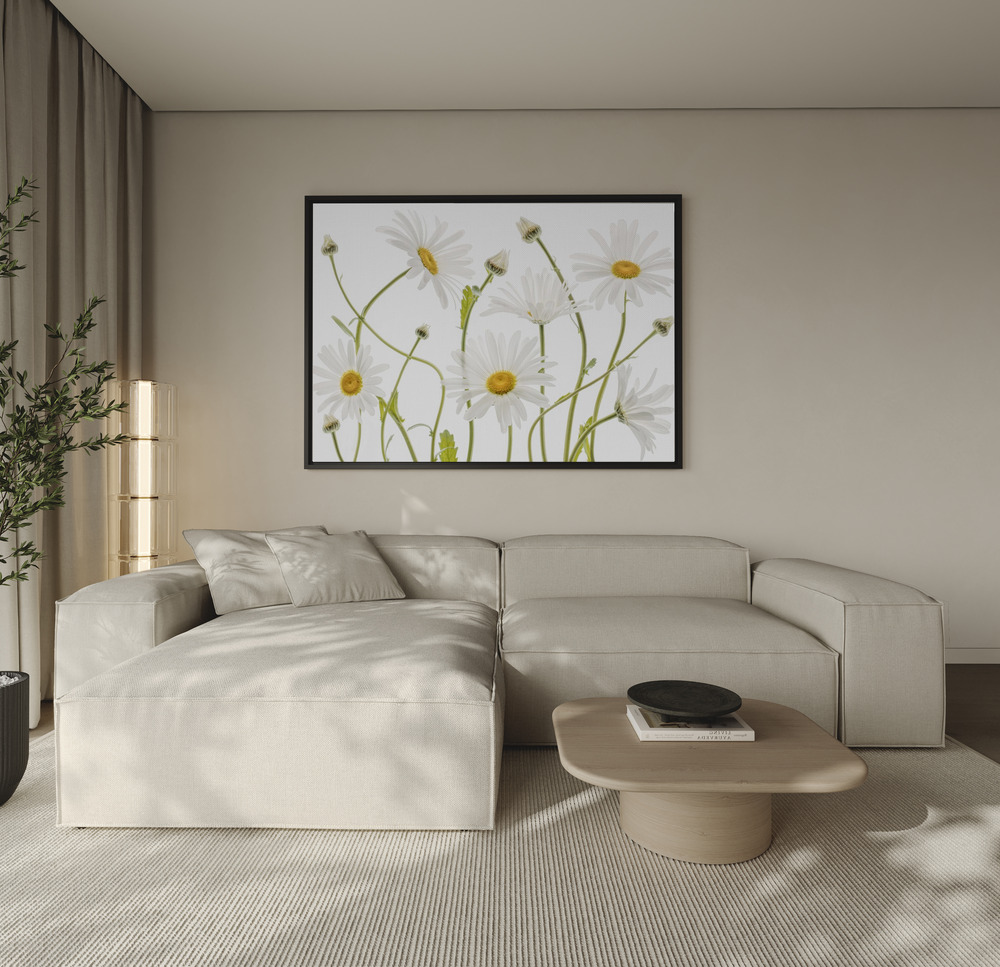Canvas print - Ox eye Daisies over the sofa