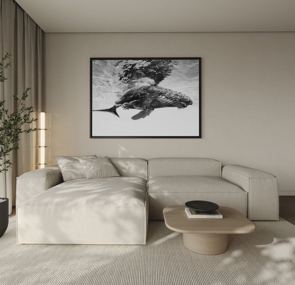 Canvas taulu - Humpback whale calf sohvan yli