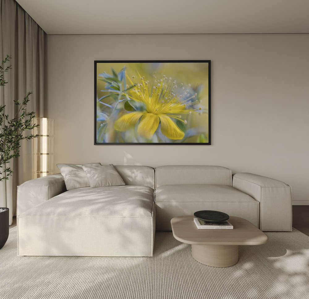 Canvas print - Hypericum over the sofa