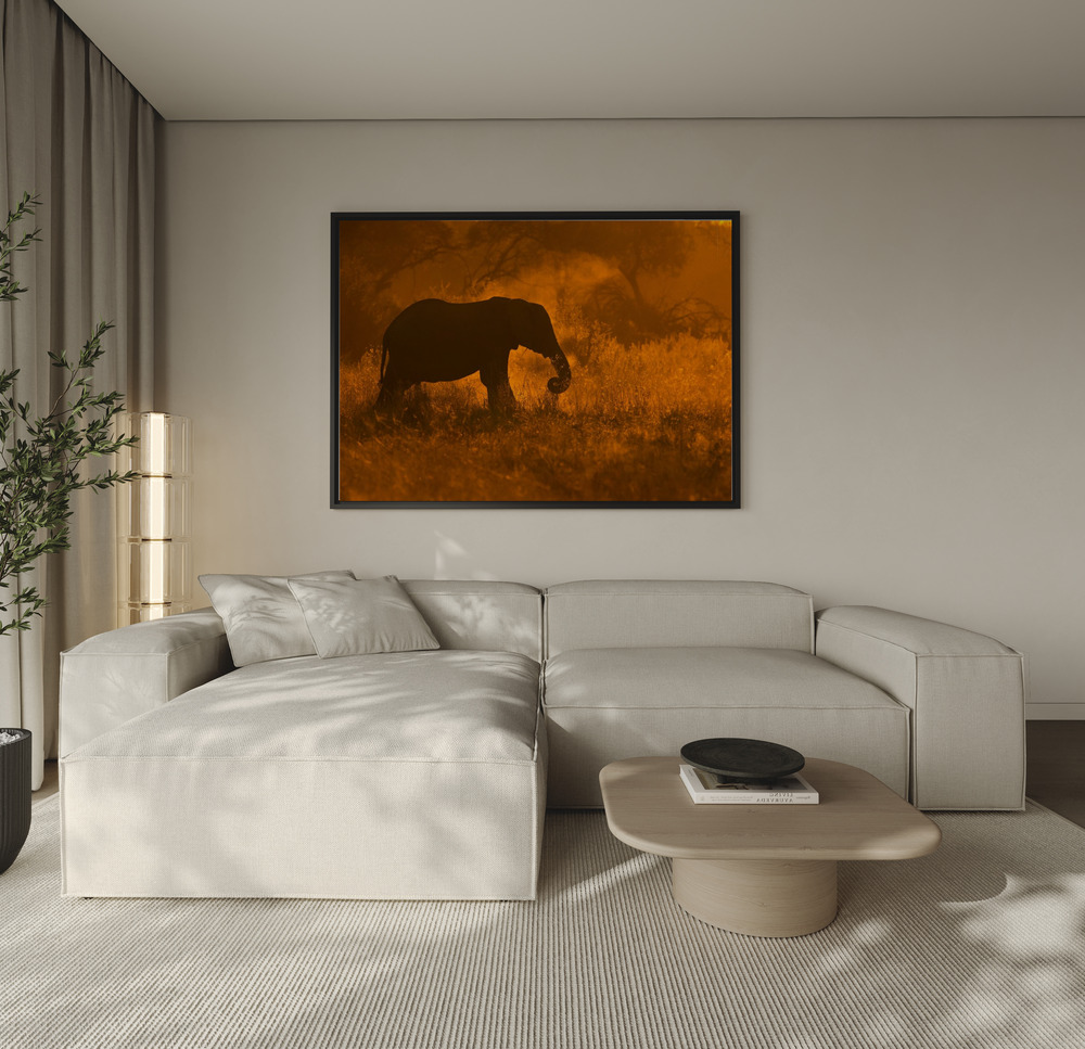 Canvas print - Golden Elephant in Savute over the sofa