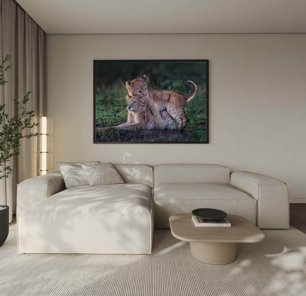 Canvas taulu - Playful lion cubs sohvan yli