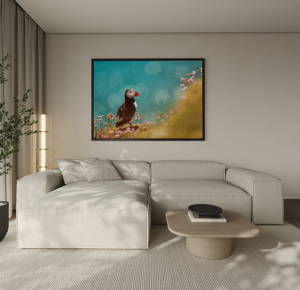 Canvas print - Atlantic puffin (Fratercula arctica) over the sofa