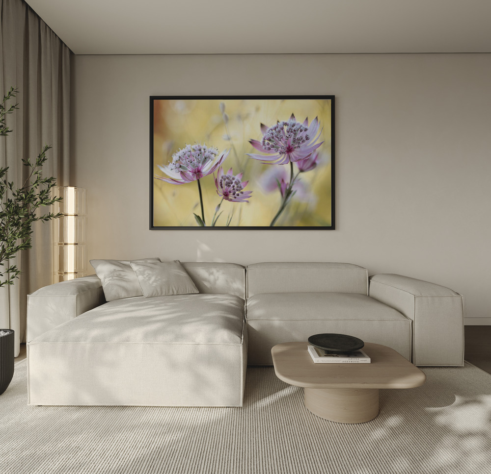 Canvas schilderi - Astrantia Major over de bank