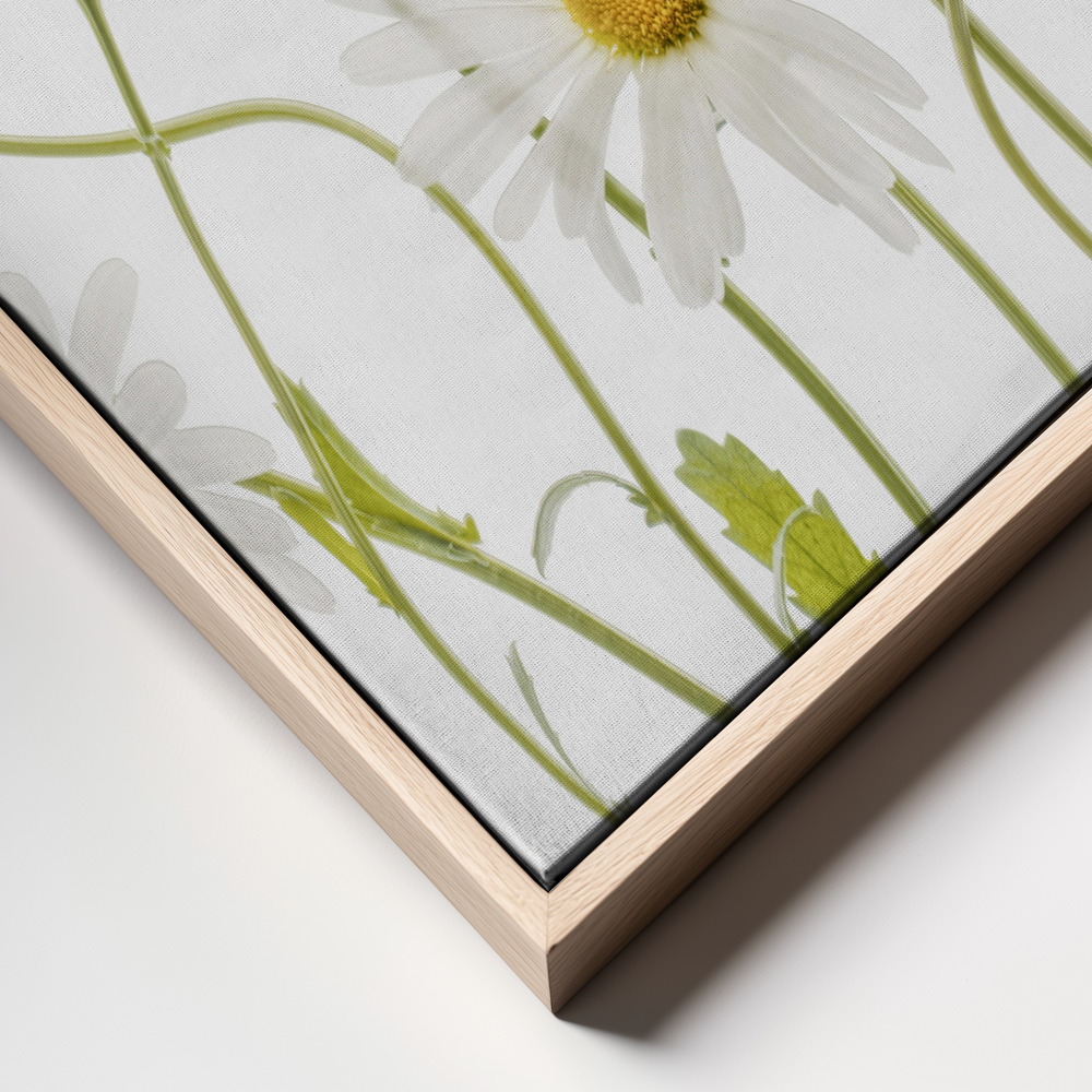 Canvas print - Ox eye Daisies frame close up