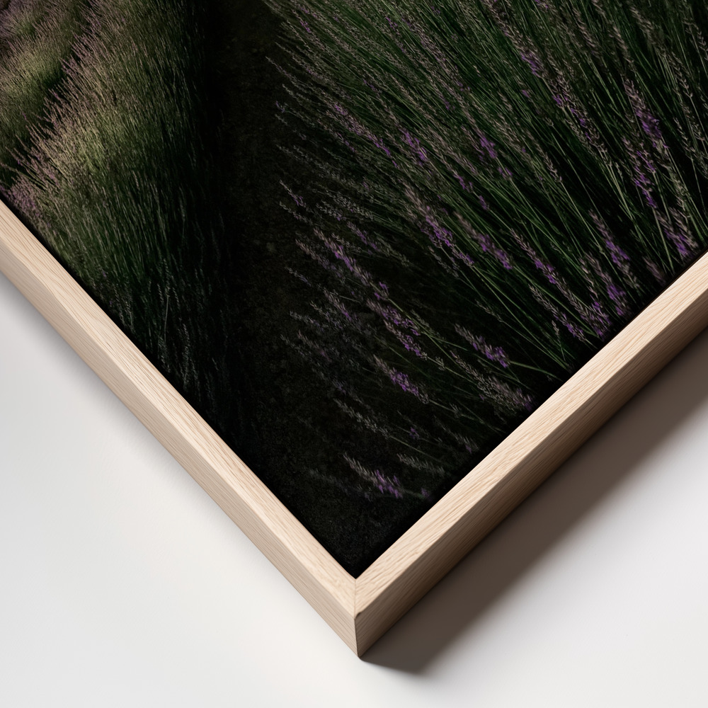 Canvas print - Lavender way frame close up