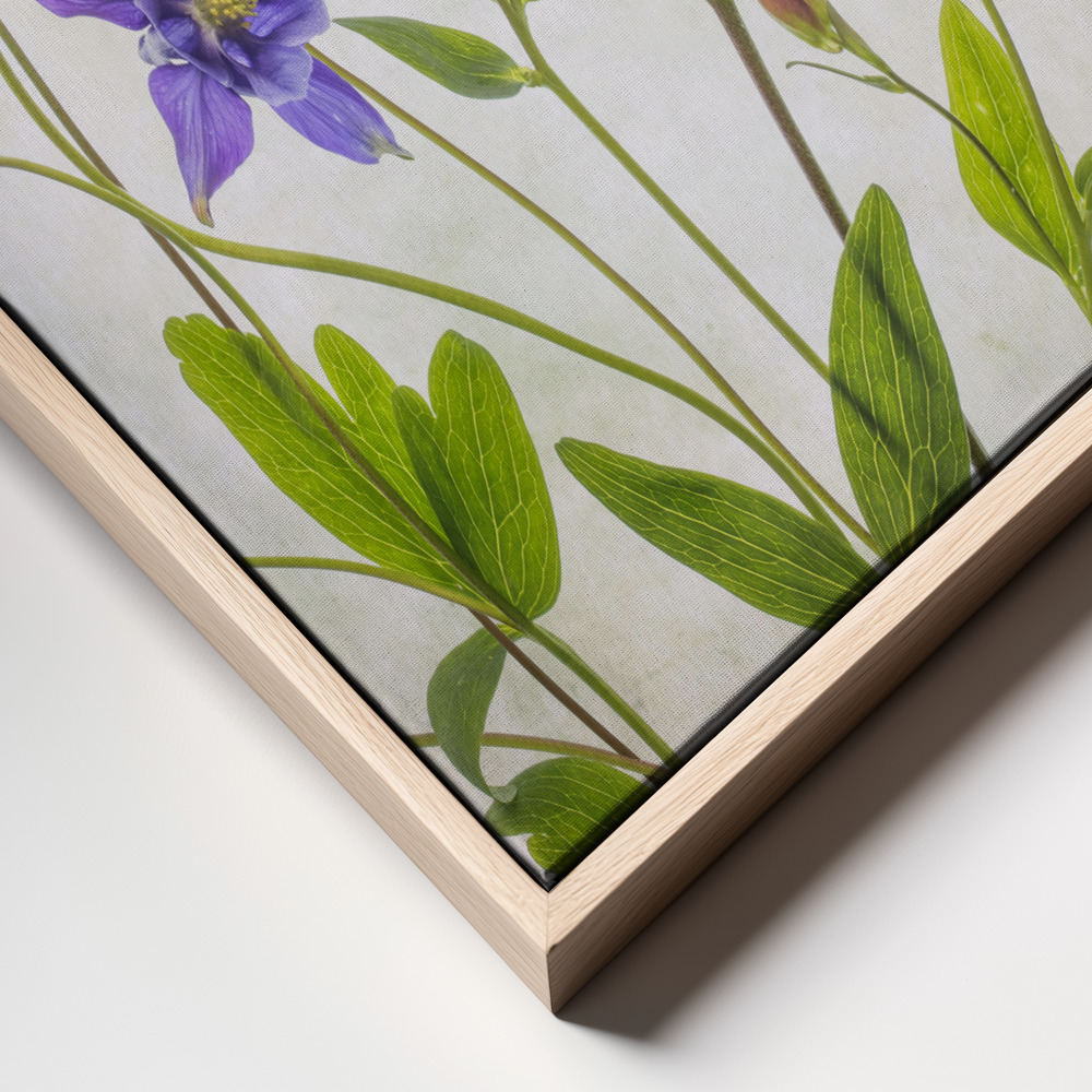 Toile - Columbine cadre en gros plan - cadre naturel