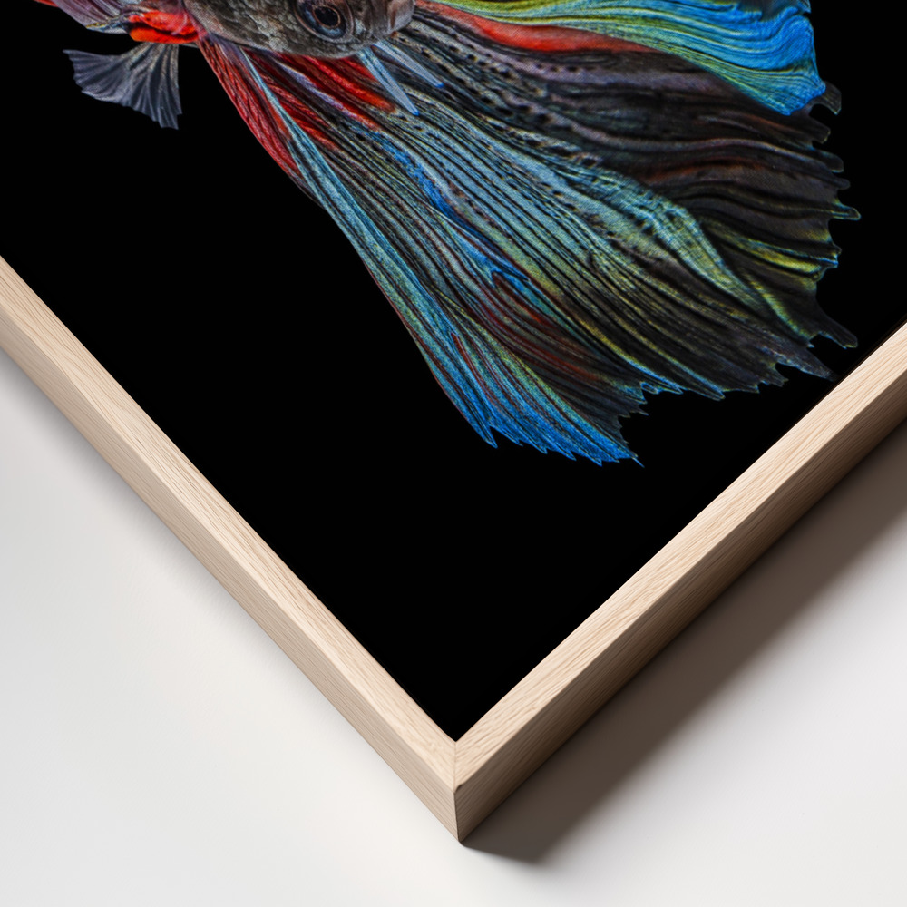 Stampe su tela - The  Betta Fish frame close up