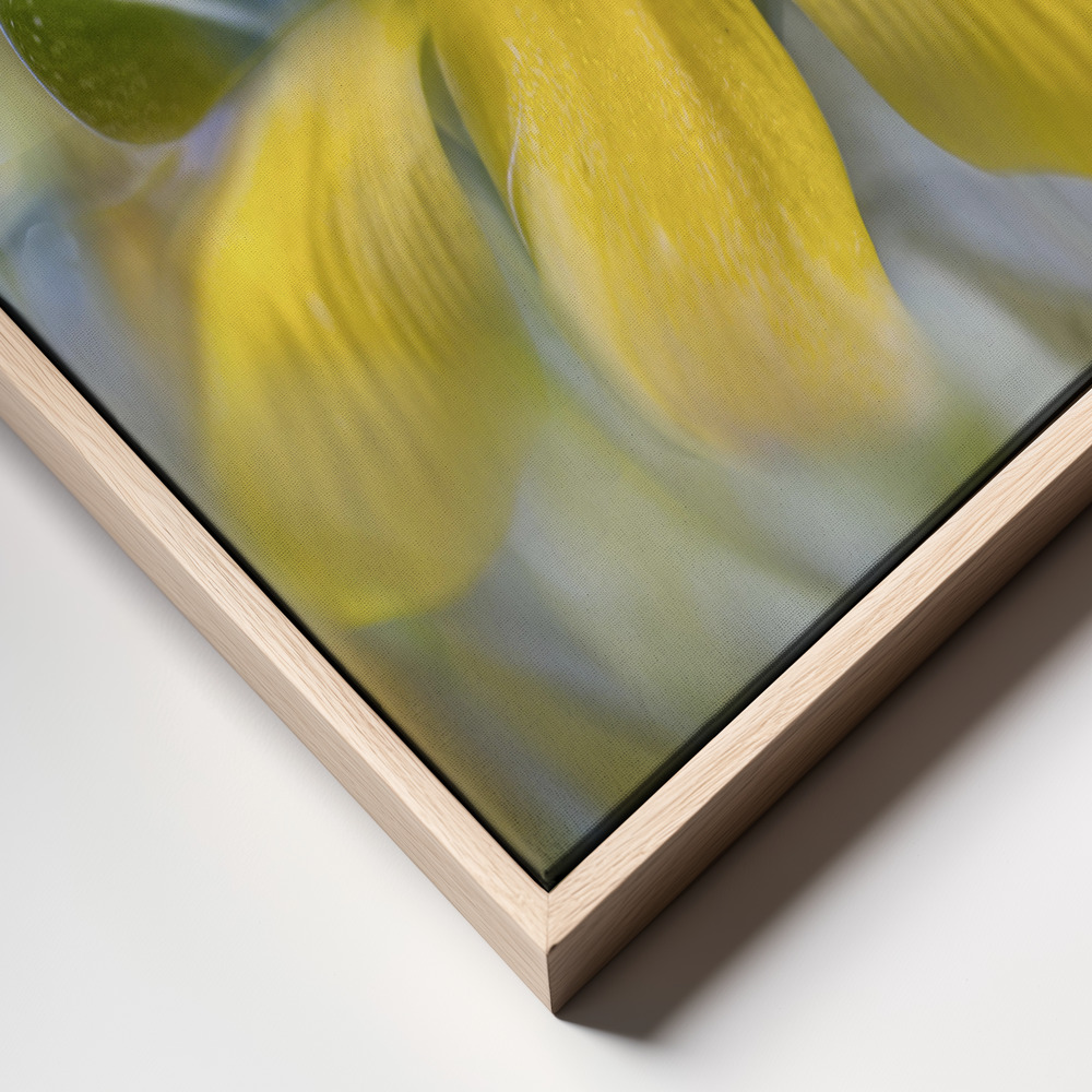 Canvas print - Hypericum frame close up
