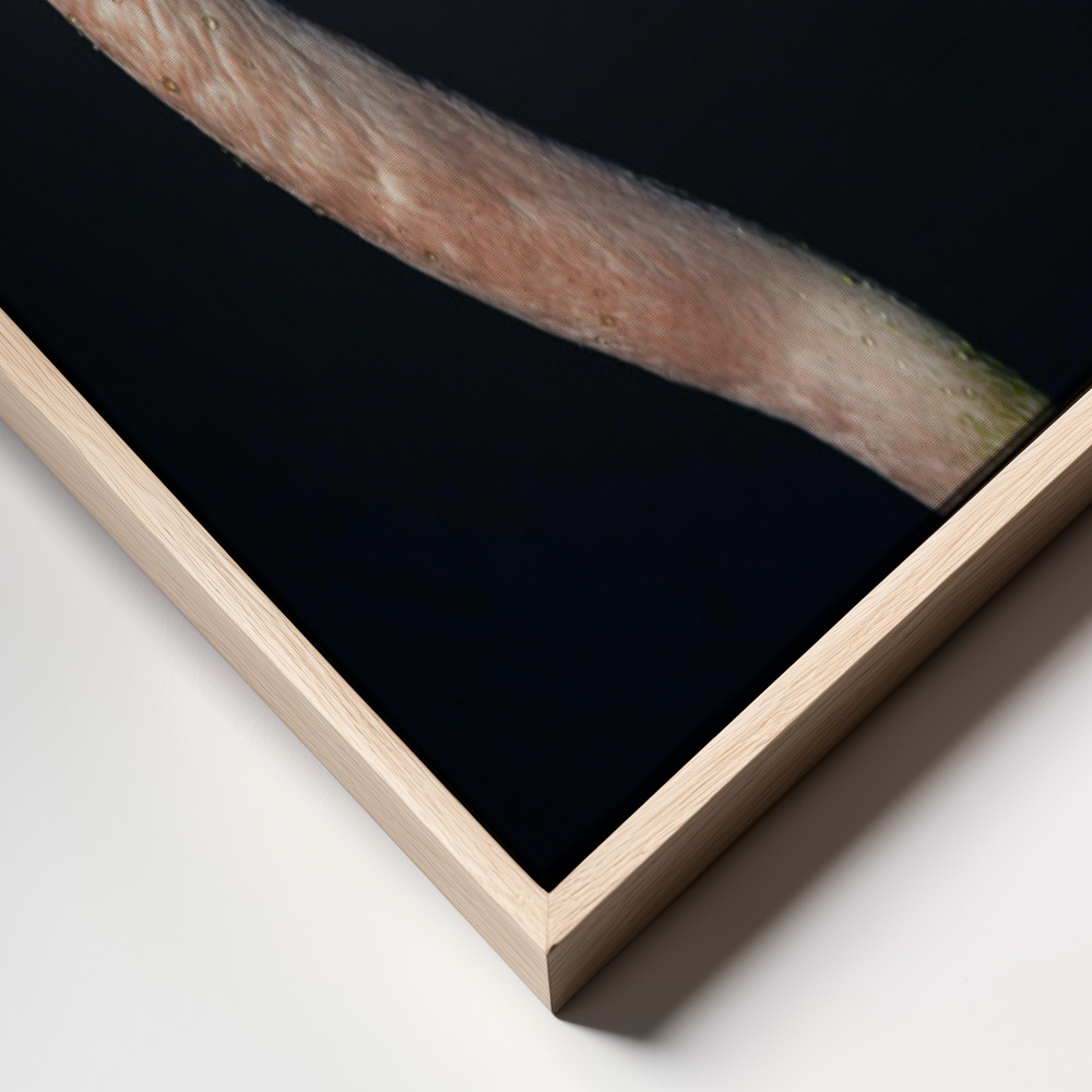 Lienzo - F L A M B O Y A N C E frame close up