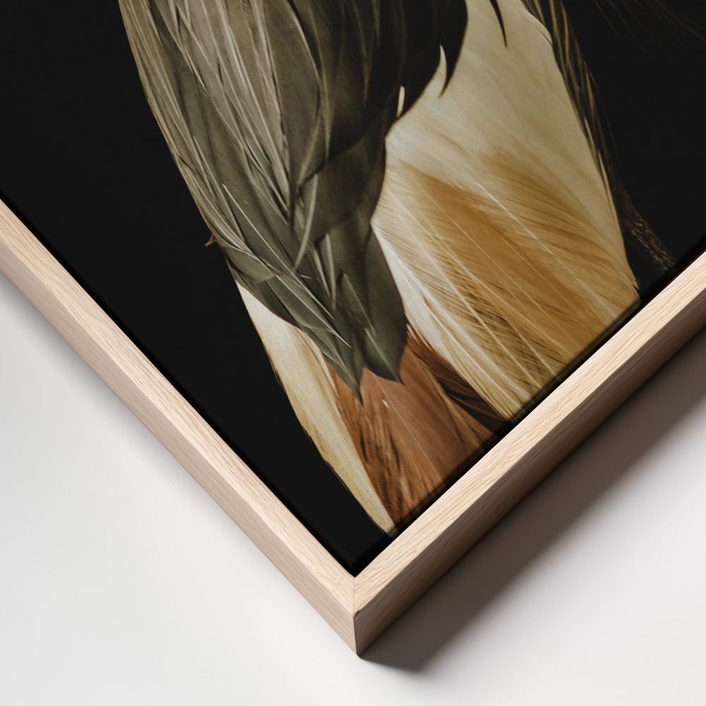 Canvas print - Grey Crowned Crane frame close up
