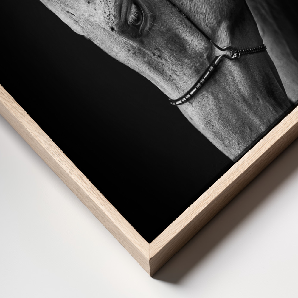 Canvas print - White stallion frame close up