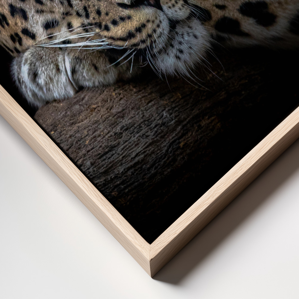 Canvas print - Leopard resting frame close up