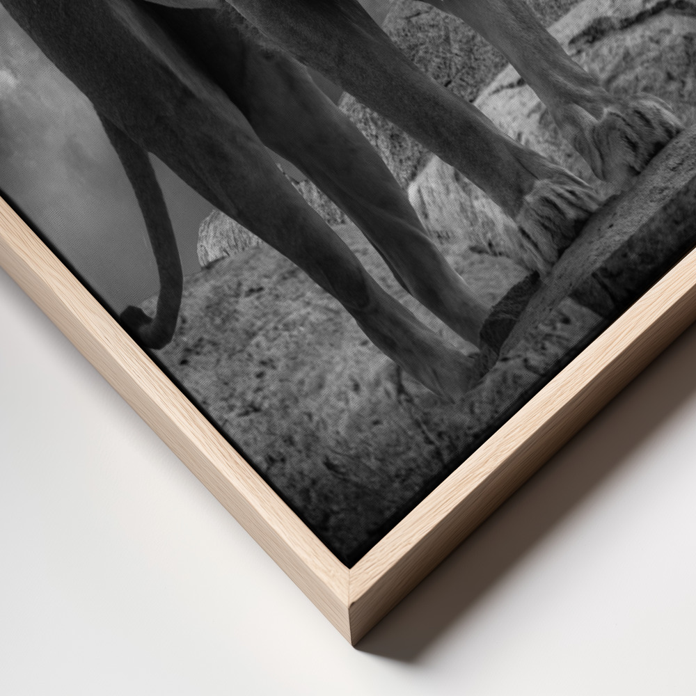 Canvas print - Lion's Roar frame close up