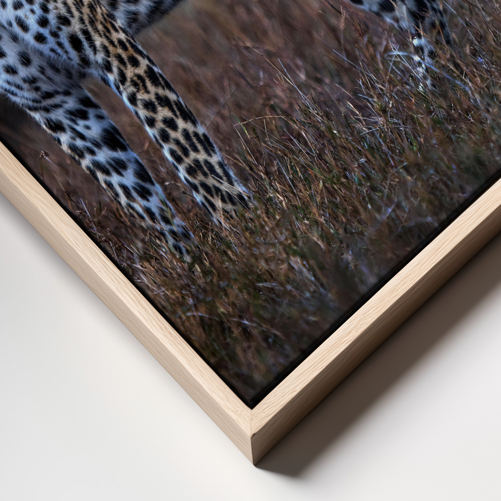 Canvas print - Leopard on the prowl frame close up
