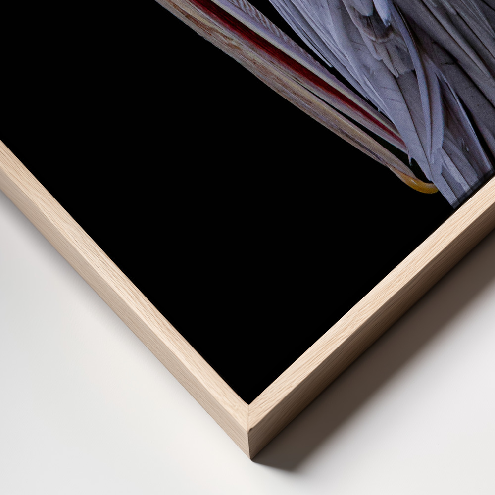 Canvas print - Pensive Pelican frame close up - natural frame