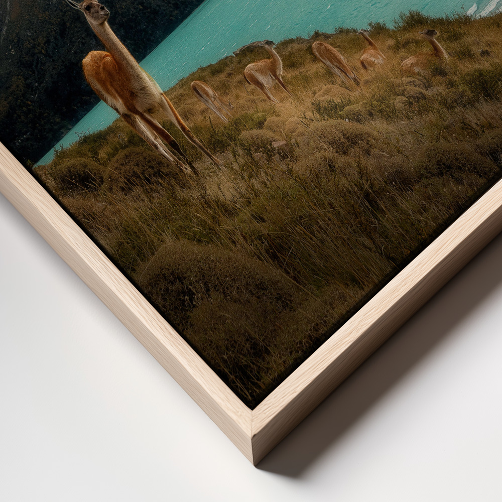 Canvas print - Alpaca at Torres del Paine II frame close up