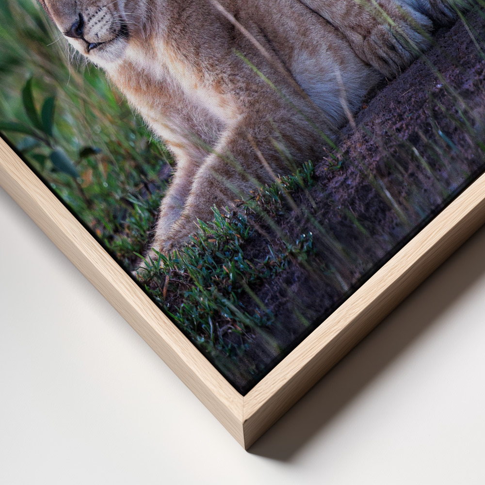 Canvas taulu - Playful lion cubs kehys lähikuva - luonnollinen kehys