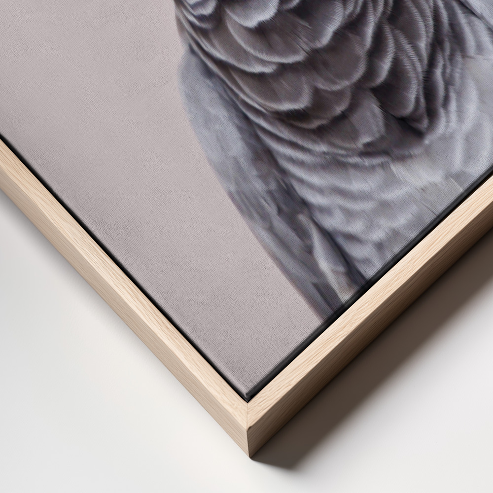 Canvas print - African Grey frame close up