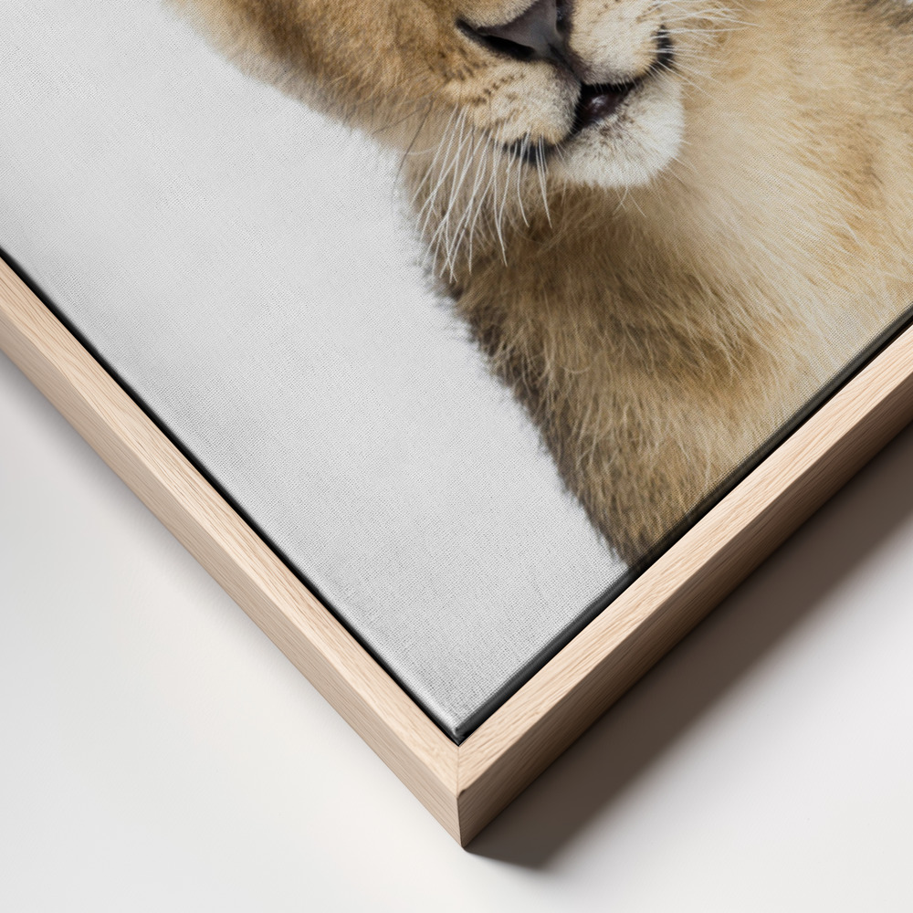 Canvas taulu - Baby Lion kehys lähikuva - luonnollinen kehys