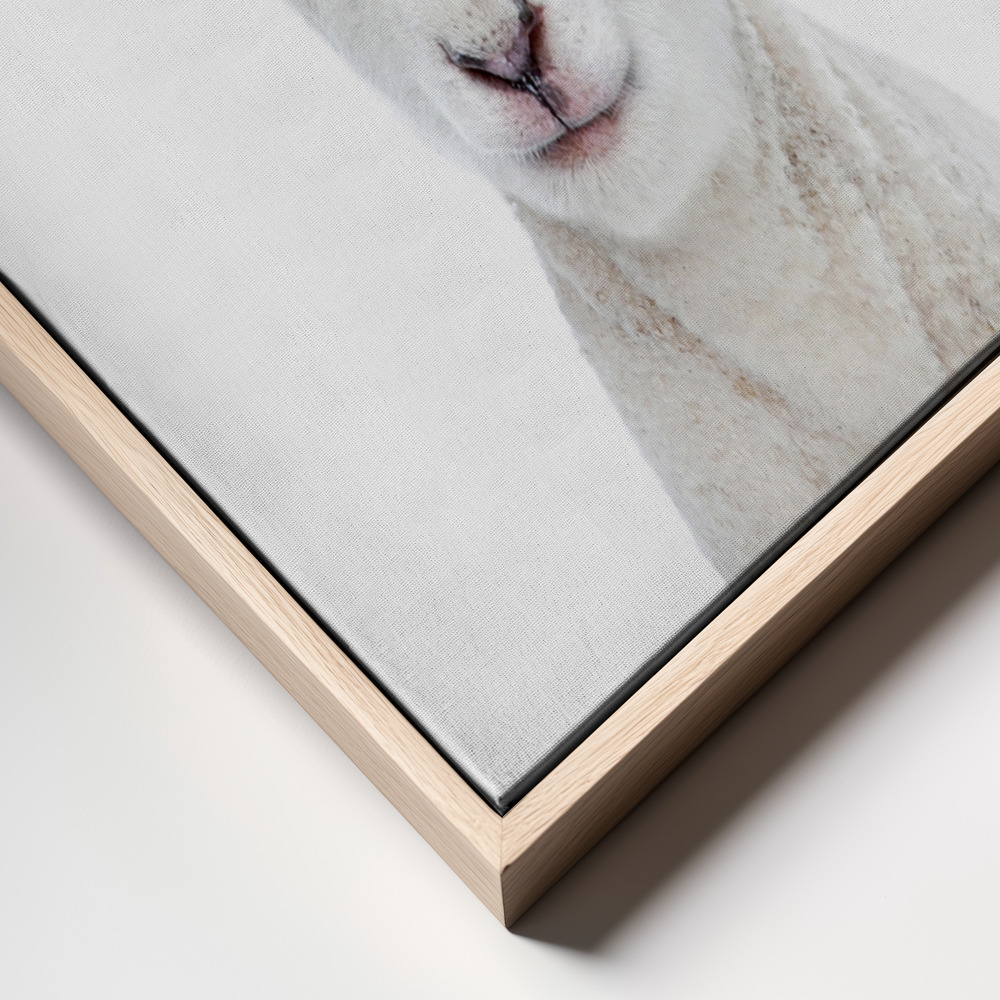 Canvas print - Baby Lamb frame close up